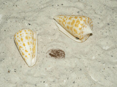 Conus spurius