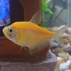 Gymnocorymbus ternetzi