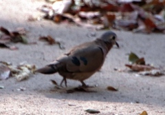 Turtur chalcospilos