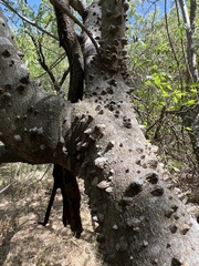 Zanthoxylum clava-herculis