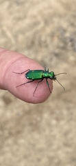 Cicindela sexguttata