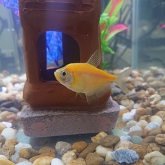 Gymnocorymbus ternetzi