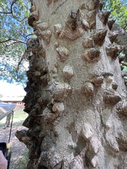 Zanthoxylum clava-herculis