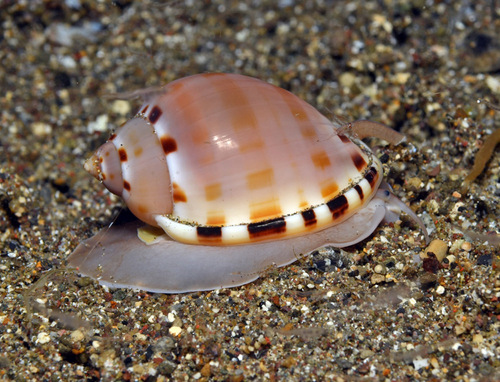 Heavy Bonnet Snail
