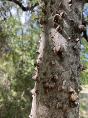 Zanthoxylum clava-herculis