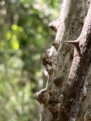 Zanthoxylum clava-herculis