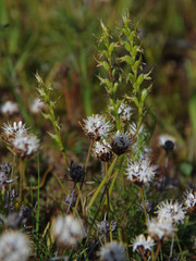 Prasophyllum gracile