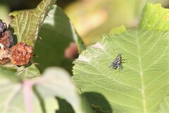 Paradidyma singularis