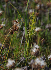 Prasophyllum gracile