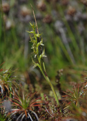 Prasophyllum gracile