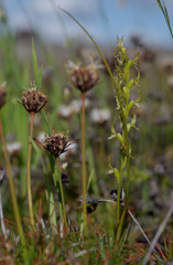 Prasophyllum gracile