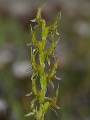 Prasophyllum gracile
