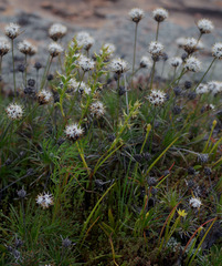 Prasophyllum gracile