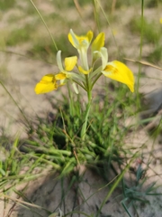Moraea macronyx