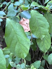 Thyrsanthella difformis