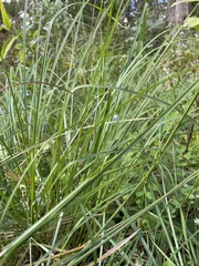 Carex vulpinoidea