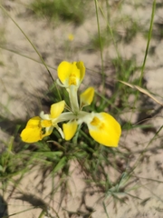 Moraea macronyx