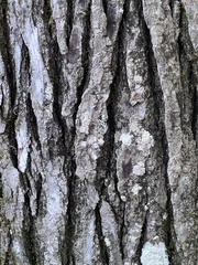 Thyrsanthella difformis