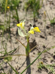 Moraea macronyx