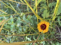 Coreopsis tinctoria