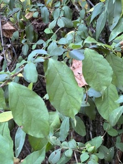 Thyrsanthella difformis