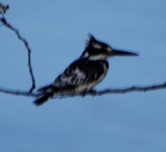 Ceryle rudis rudis