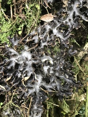Pseudocyphellaria dissimilis
