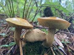 Pseudoboletus parasiticus