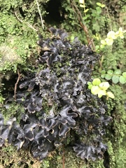 Pseudocyphellaria dissimilis