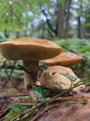 Pseudoboletus parasiticus