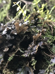 Pseudocyphellaria dissimilis