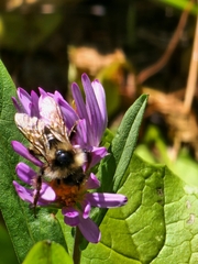Bombus flavidus