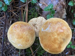 Pseudoboletus parasiticus