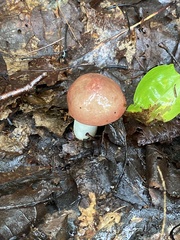 Gomphidius subroseus