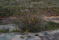 Acacia restiacea