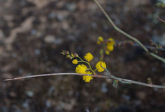 Acacia restiacea