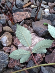 Rubus procerus