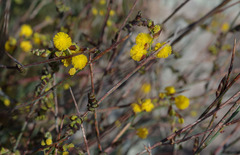 Acacia restiacea