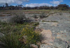 Acacia restiacea