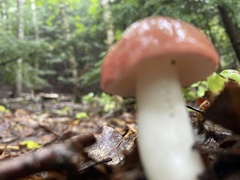 Gomphidius subroseus