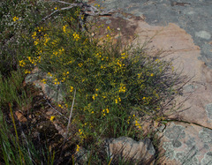 Acacia restiacea