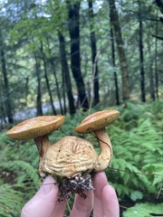 Pseudoboletus parasiticus
