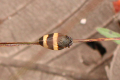 Cercopidae