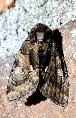 Chytonix palliatricula