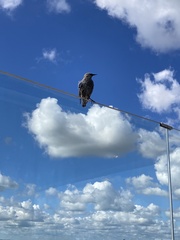 Sturnus vulgaris