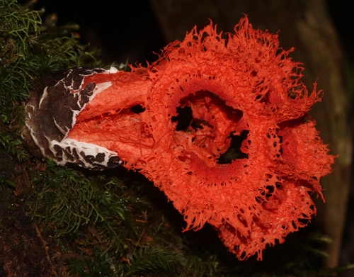 Laternea pusilla
