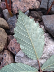 Rubus procerus