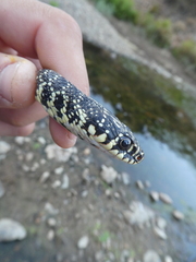 Hierophis viridiflavus