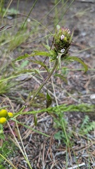 Dracocephalum parviflorum
