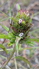 Dracocephalum parviflorum